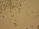 Mycena quiniaultensis image