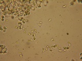 Mycena quiniaultensis image