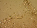 Mycena quiniaultensis image