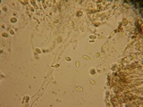 Mycena quiniaultensis image