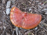 Ganoderma sessile image