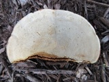 Ganoderma sessile image