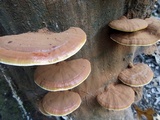 Ganoderma sessile image
