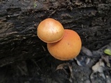 Gymnopilus liquiritiae image