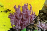 Clavaria zollingeri image