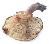 Paxillus involutus image