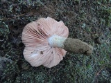 Entoloma lividoalbum image