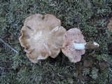 Entoloma lividoalbum image
