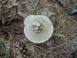 Ampulloclitocybe clavipes image