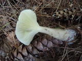 Ampulloclitocybe clavipes image