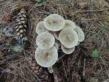 Ampulloclitocybe clavipes image