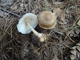 Rhodocollybia butyracea image