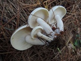 Clitocybe subconnexa image