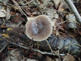 Lactarius mucidus image