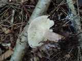 Lactarius mucidus image