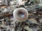 Lactarius mucidus image