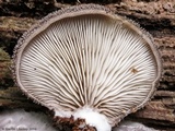 Hohenbuehelia mastrucata image