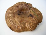 Paxillus involutus image