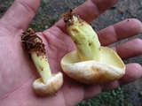Rhodocollybia maculata var. scorzonerea image