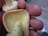 Rhodocollybia maculata var. scorzonerea image
