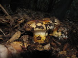 Cortinarius ponderosus image