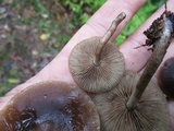 Agrocybe firma image