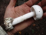 Amanita amerivirosa image