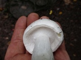Amanita amerivirosa image