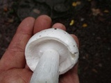 Amanita amerivirosa image