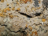 Aspicilia pacifica image