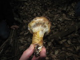 Cortinarius ponderosus image
