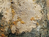 Aspicilia pacifica image