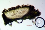 Aspicilia pacifica image