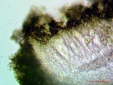 Aspicilia pacifica image