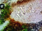 Aspicilia pacifica image