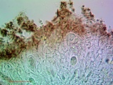 Aspicilia pacifica image