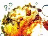 Aspicilia pacifica image