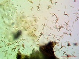 Aspicilia pacifica image