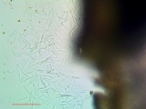 Aspicilia pacifica image