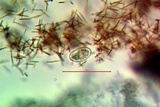 Aspicilia pacifica image