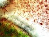Aspicilia pacifica image