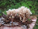 Clavulina coralloides image