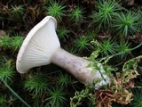 Ampulloclitocybe clavipes image
