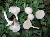 Cuphophyllus virgineus image