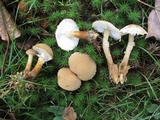 Cystoderma amianthinum image