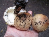 Echinoderma asperum image