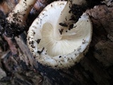 Echinoderma asperum image