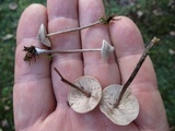 Entoloma conicum image