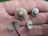 Entoloma conicum image