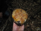 Cortinarius ponderosus image